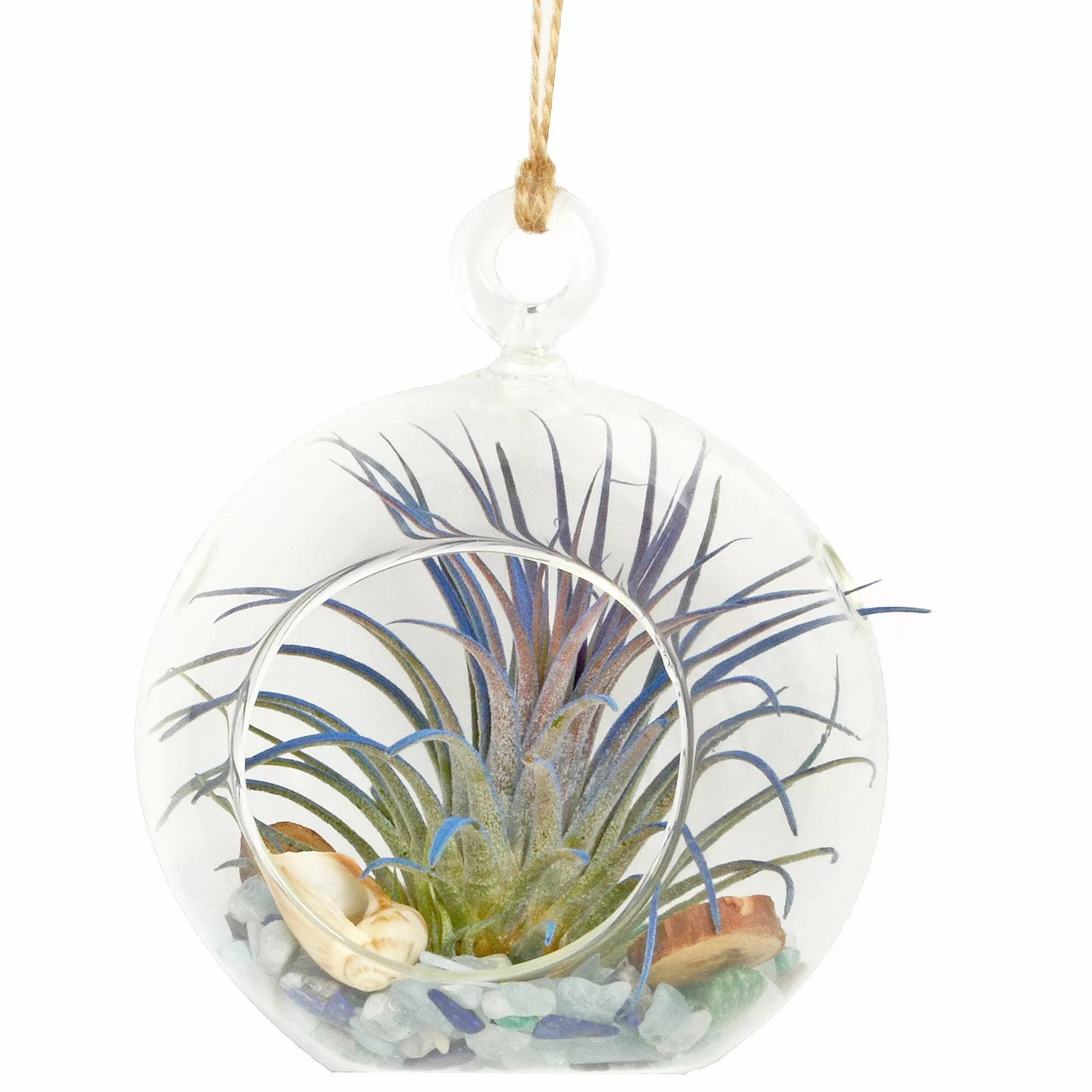 4 Seaside Dreams Bubble Terrarium