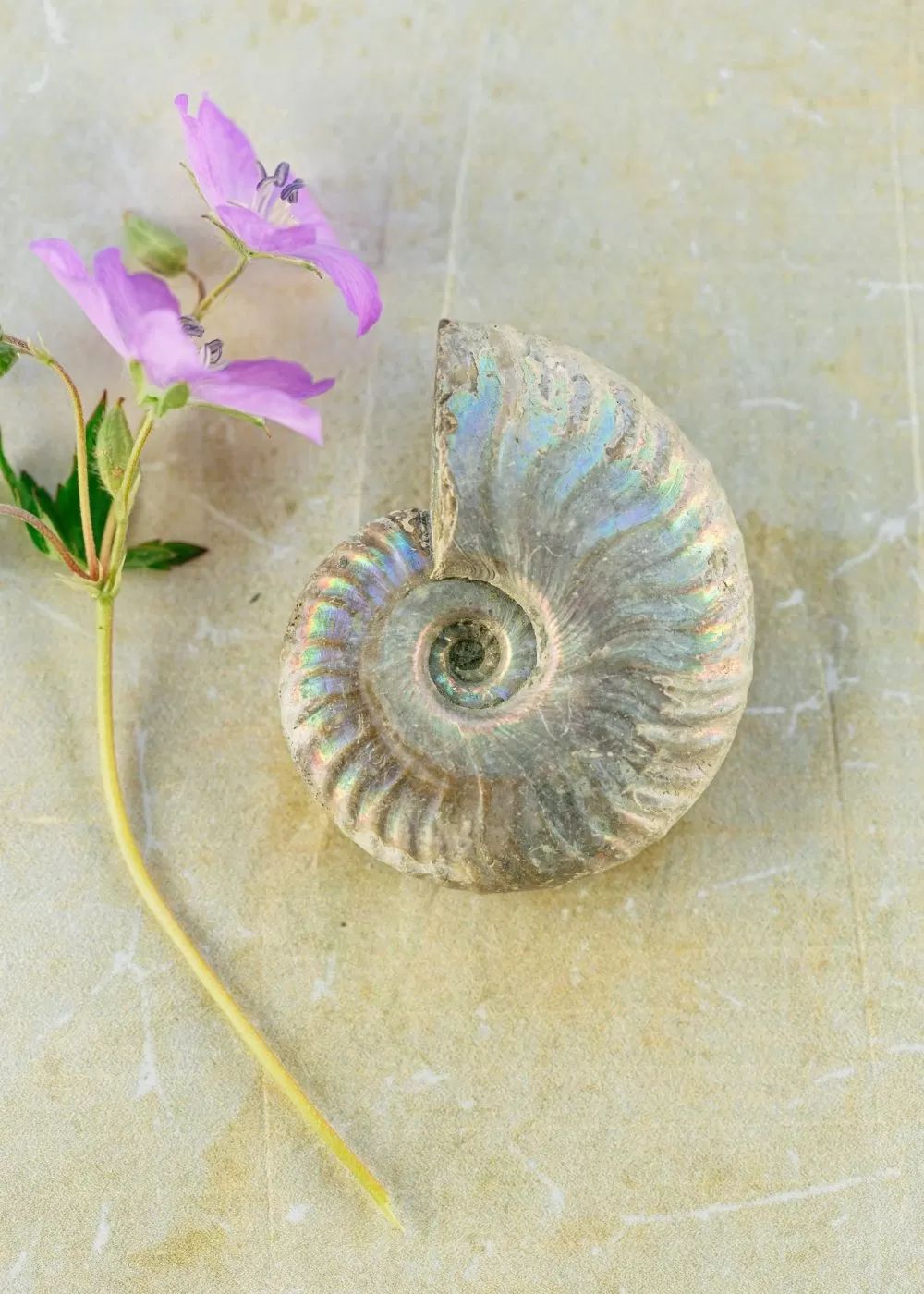 Iridescent Ammonite Palm Stone for Grounding